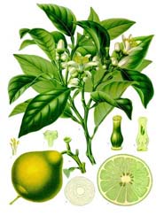 Citrus bergamia by Khler's Medizinal-Pflanzen, 1897