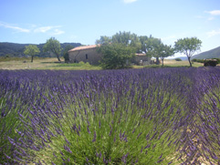 Lavender Field in the Provence, France - Marek Gehrmann