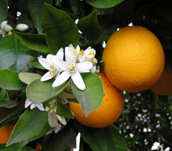 Orange (Ellen Levy Finch)